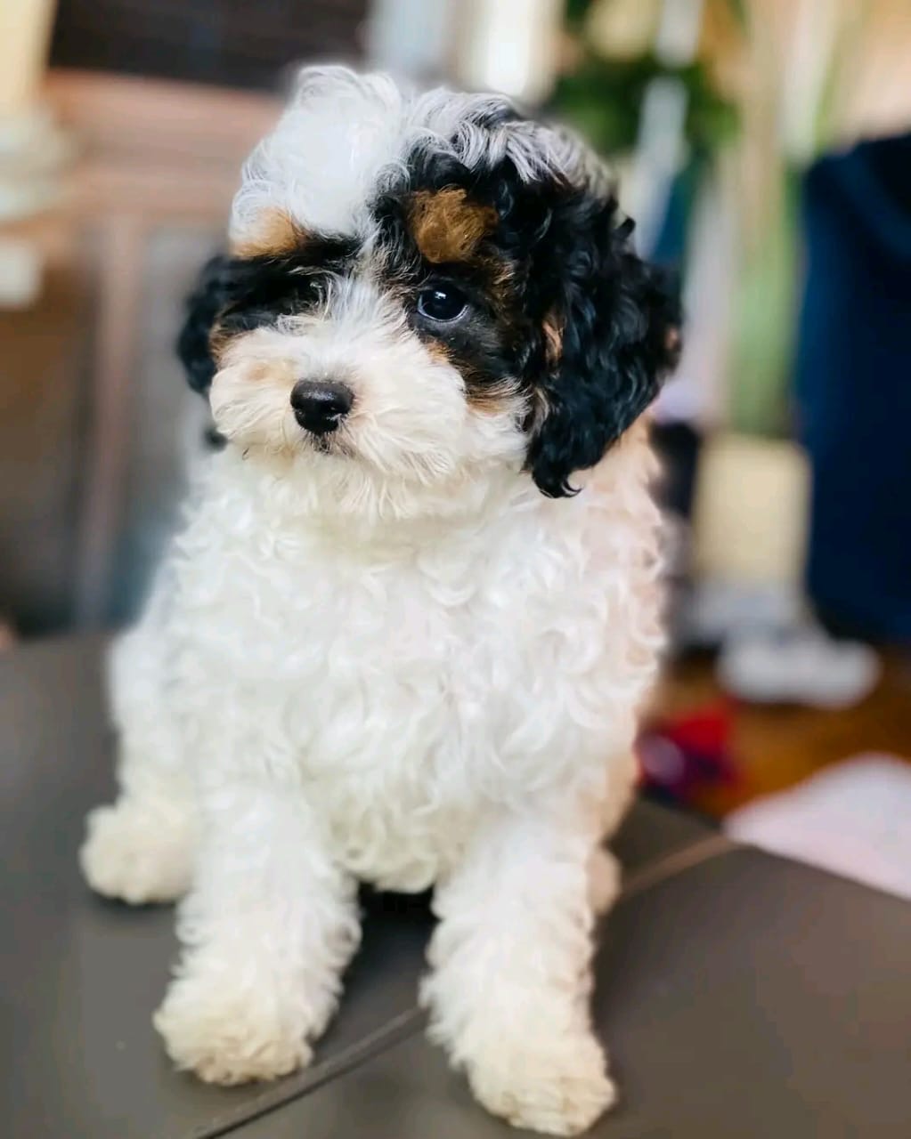 Sadie