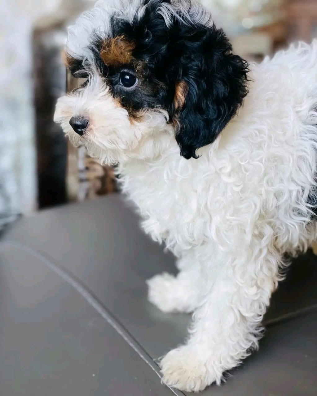 Thumbnail of Sadie
