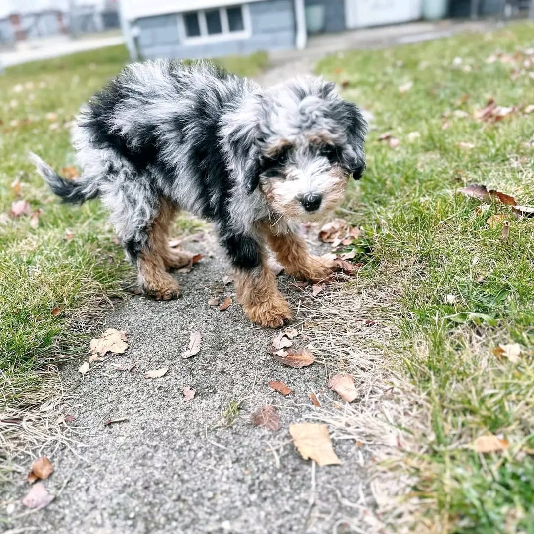 Thumbnail of Bailey