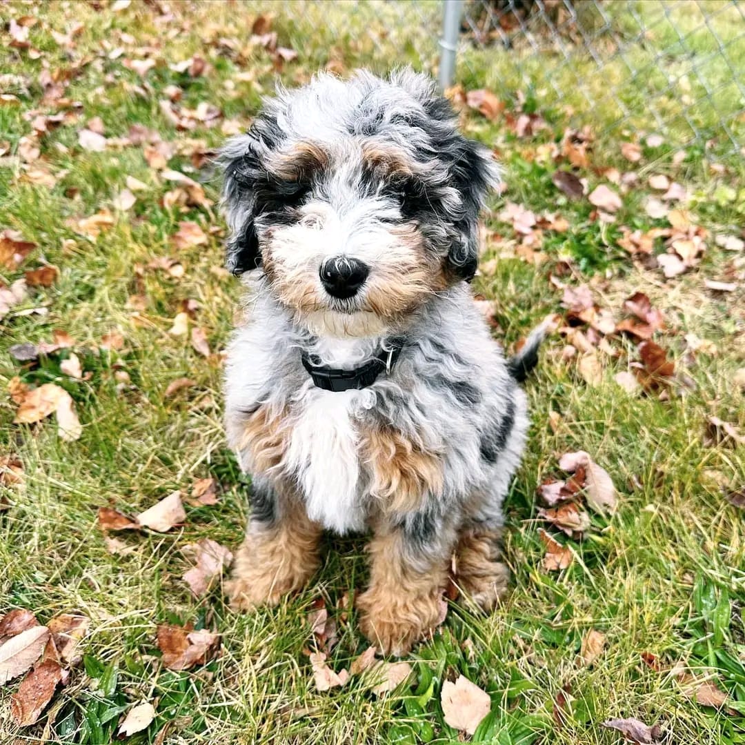 Bailey