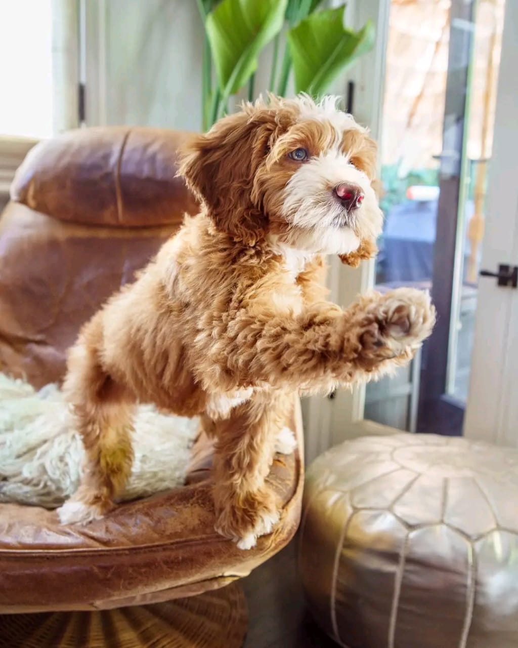 Thumbnail of Lola