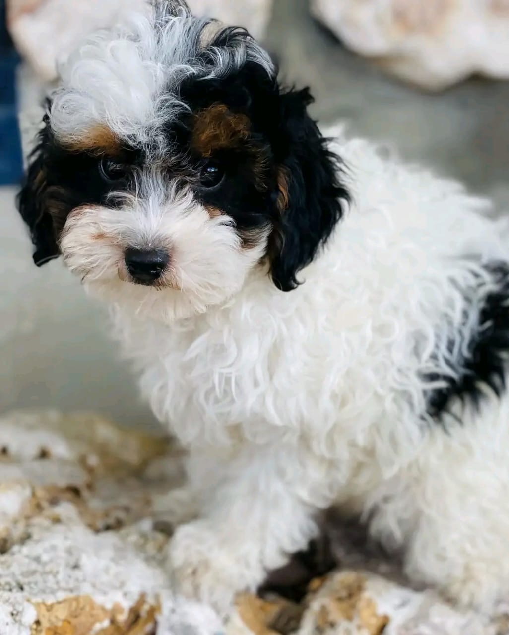 Thumbnail of Sadie