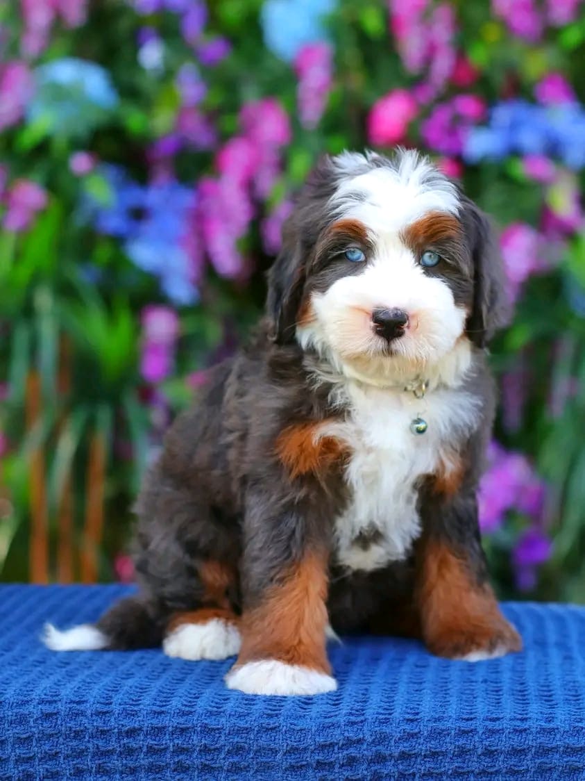 Thumbnail of Daisy