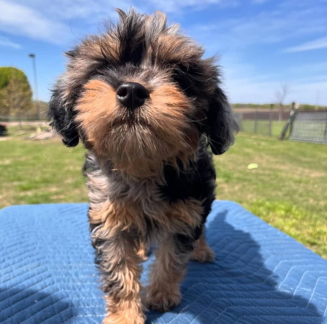Max