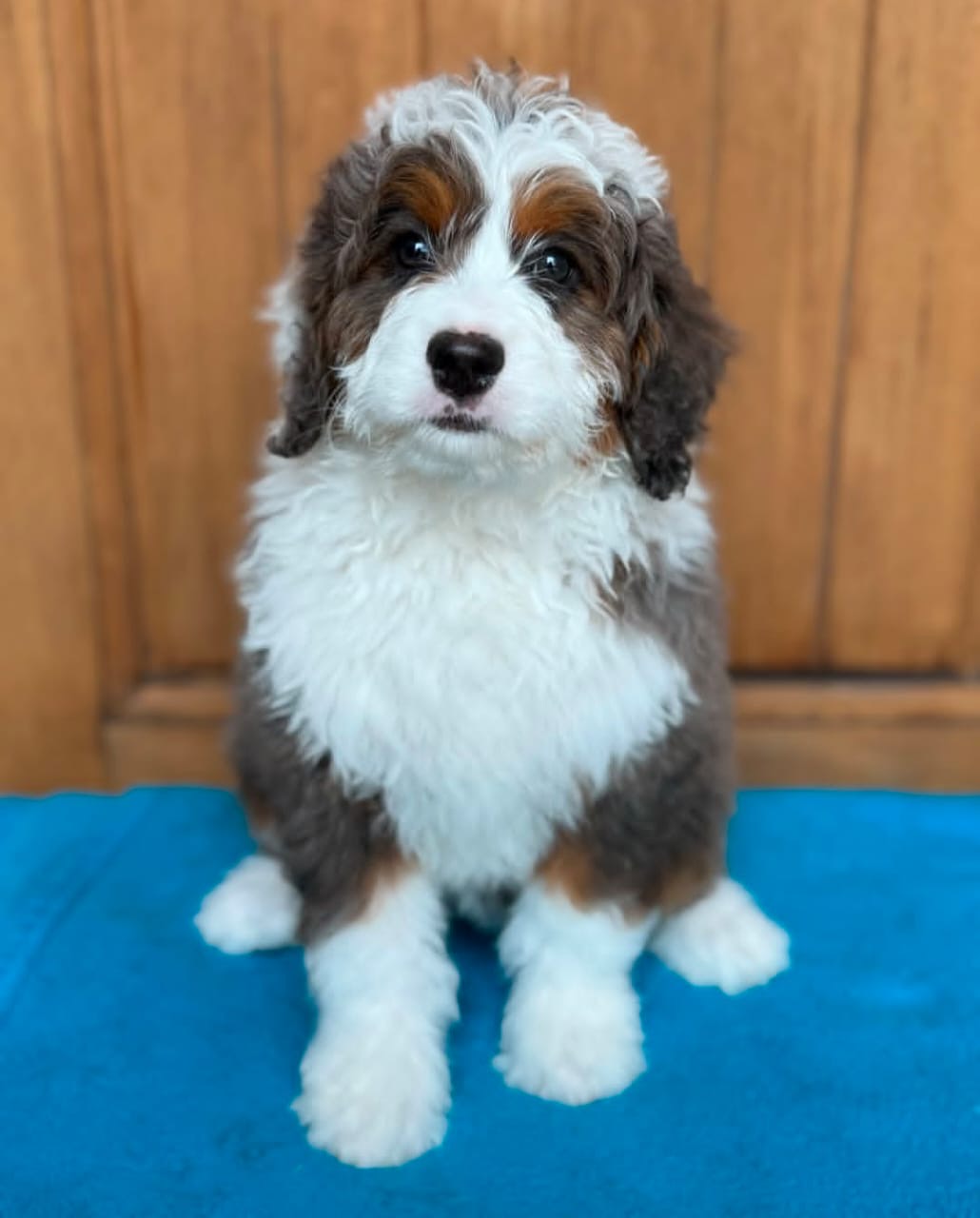Luna