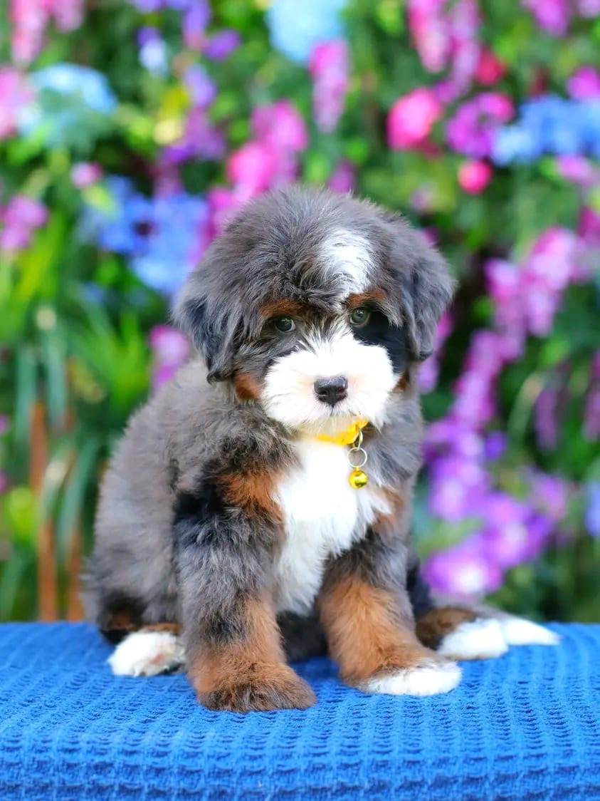 Daisy