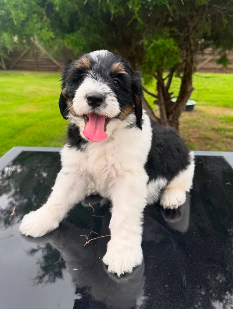 Bella