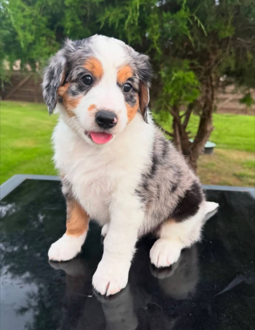 Thumbnail of Milo
