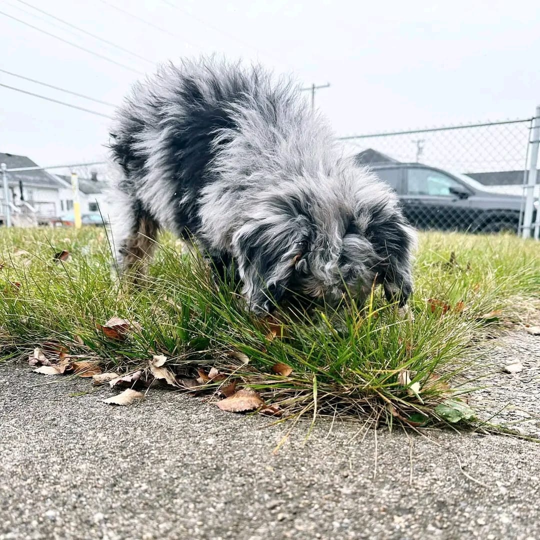 Thumbnail of Bailey
