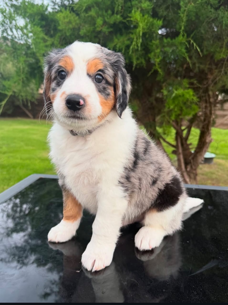 Thumbnail of Milo