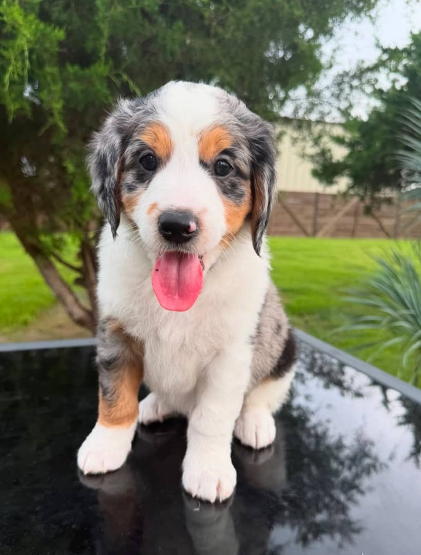 Milo