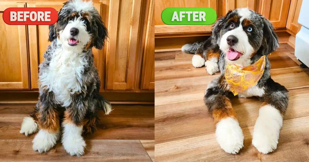 Grooming a puppy