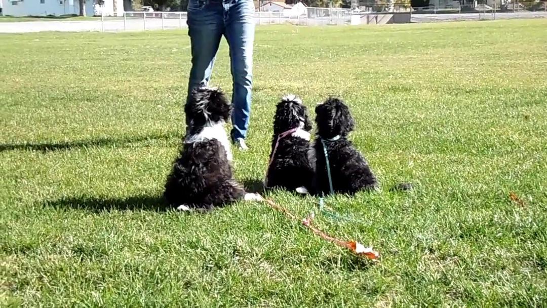 Training a puppy
